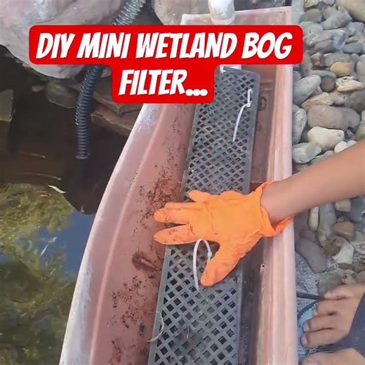 DIY Mini wetland Bog Filter setup
