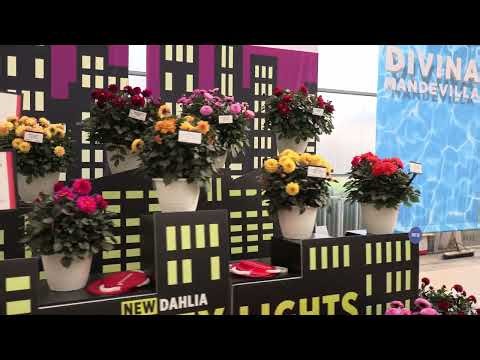 California Spring Trials 2026 Selecta One