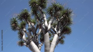 Dragon tree branches in Tenerife - Canary Islands.