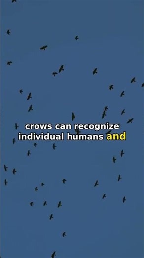 Crows Remember Your Face for 5 Years