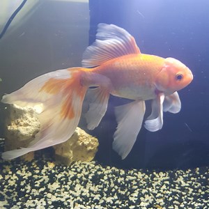 mon poisson n'accepte pas le filtre