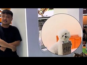 Cute Dogs Totally Confused by Fake Barking | Funny Dog Videos