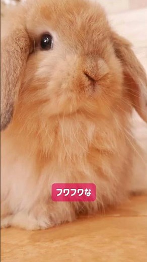 うさぎの種類別！性格と特徴5選#うさぎ #うさぎのいる暮らし #かわいい #ペット#アニマルコミュニケーション