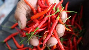 My Dog Ate Hot Peppers What Should I Do? | Our Fit Pets