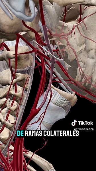 Ramas de la Arteria Carótida Externa en Anatomía