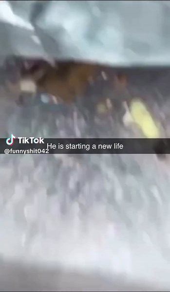 #funnyvideos #movieclips #animalsoftiktok