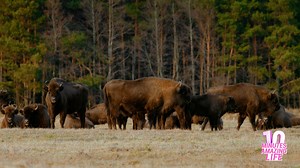 I filmed bison and captured a quiet natural scene