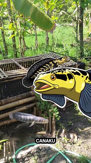pagi hari di kebun isi kolam channa 🌿
