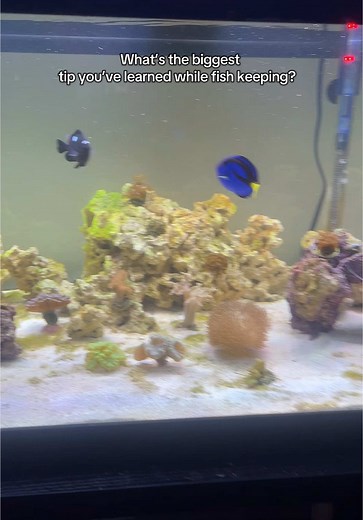 Follow if you want to see more aquariums! #aquarium #fishtok #reeftanksoftiktok