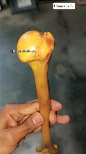 humerus #viralvideo #mbbs #bams #anatomy #humerus #trendingshorts #youtubeshorts #neet #bones #viva