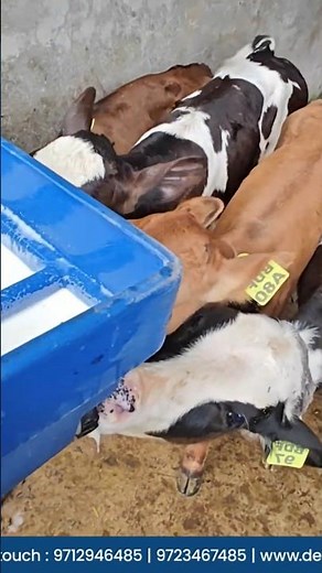 DeLaval calf feeder #cow #farming #calfgrowth #farming #delaval