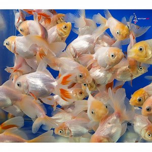 2.5-3" Imported Yellowcap White Oranda Goldfish