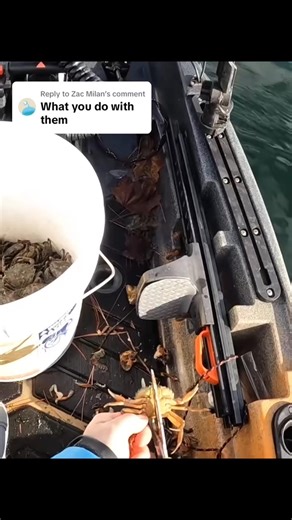 Replying to Milan these crabs get introduced to scissors for fishing bait #blackfish #jigging #fishing #bottomfishing #crabs | Fish R.I