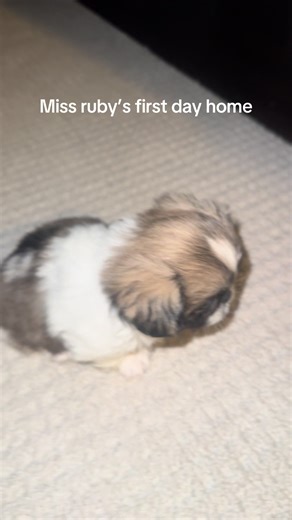 Miss Ruby's First Day Home as a Pekingese Puppy