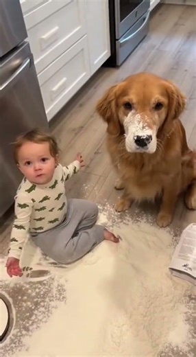 Who Made This Kitchen Disaster? Toddler vs Dog's Priceless Reactions! #PetHumor