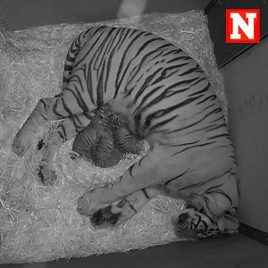2.3M views · 10K reactions | Three Sumatran tiger cubs were born Wednesday at Adelaide Zoo in South Australia in the first-ever births of the critically endangered species. | Newsweek | Facebook