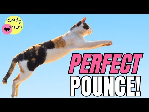 Cats 101: How High Can They Jump? Plus More Fun Facts!