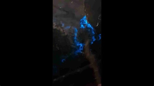 Stunning bioluminescent display lights up dark waters at pier