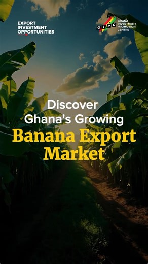 Ghana’s banana industry is a key agricultural sub-sector, with the country ranked among the top exporters in the sub-region.Watch this short video to learn more about the potential of Ghana’s banana export market.#Banana #InvestGhana #Business #Investment #GIPC | Ghana Investment Promotion Centre - GIPC
