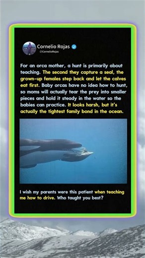 How Orca Mothers Teach Their Calves to Hunt! 🐋 #Nature #Wildlife #Ocean