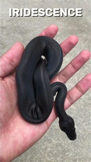 Iridescent Black Ball Python! #shorts