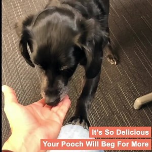 So many dog owners think Arthritis is 'normal' Until leading veterinarians discovered this natural solution... 😀 Our top-selling Hip & Joint Chews fight & help prevent dog arthritis, before it becomes devastating! | Mighty Munch