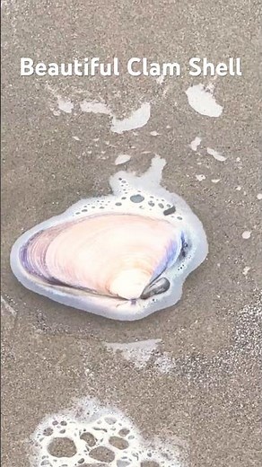 Beautiful Clam Shell Washed Ashore at Pismo Beach, CA