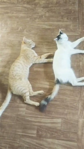 1 million uff😹 #fundubmalayalam #cat #shorts