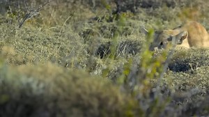 Wild North’s Fiercest Predators Face Off | Documentary | Exploring Wild Nature