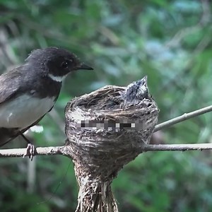 Baby birds want to fly out of the nest while their feathers have not grown | Review All Birds