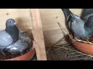Présentation de mon élevage de pigeons 😁