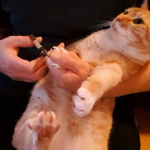 74K views · 379 shares | So people often ask me if I trim the Cats or...