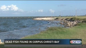 Dead fish appearing along Corpus Christi Bay due to red tide