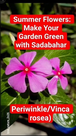Summer Flowers: Make Your Garden Green with Sadabahar/Periwinkle/Vinca rosea #gardening #shorts