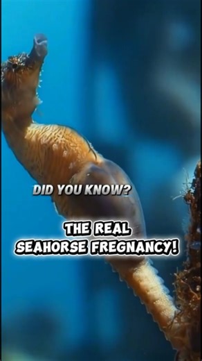 The Male Seahorse That Gives Birth! Ocean’s Most Shocking Fact!