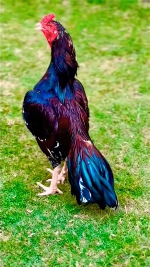 Aseel rooster attitude video// aseel murga fighting// aseel murga larai// murgon ki ladai