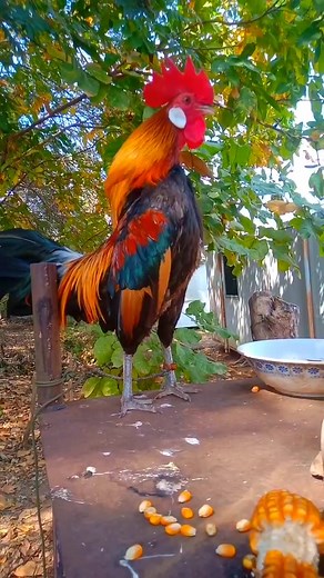 13K views · 203 reactions | Red JungleFowl Chicken #RedJungleFowl #JungleFowl #chicken | Wild BIRDS | Facebook