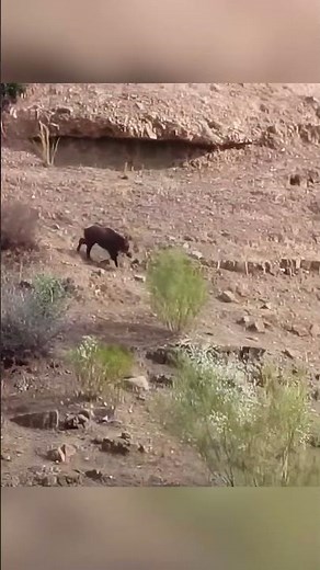 🎯One Shot, One Wild Boar Down! 🐗🔥 | Perfect Shot #Shorts