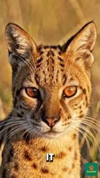 The DEADLIEST Cat in Africa is NOT a Lion! 😱 (Meet the Serval) #shorts