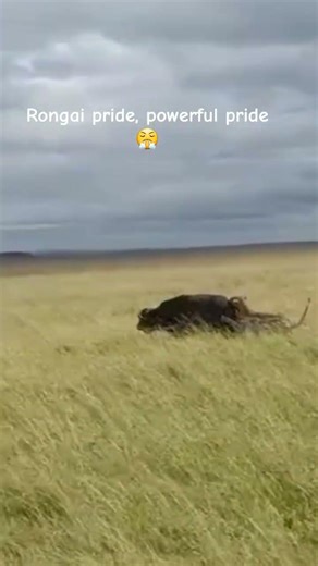 Powerful Rongai pride chasing a Buffalo in Masai mara grasslands