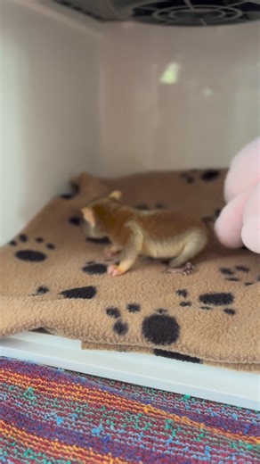 Meet Toulouse! Have you ever seen a woolly opossum? 💞 This little guy was found on the ground, dehydrated and skinny. Thankfully, Jaguar Rescue Center’s rehabilitation team is taking good care of him. He is improving each day and has a big appetite. 🙏 Did you know that woolly opossum’s have a prehensile tail which aids in climbing and navigating through trees? Their tail is adapted for grasping branches, providing stability and balance. 🫶 Via @jaguarrescuecentercr (IG) 🌍 #WorldAnimalNews #Pe