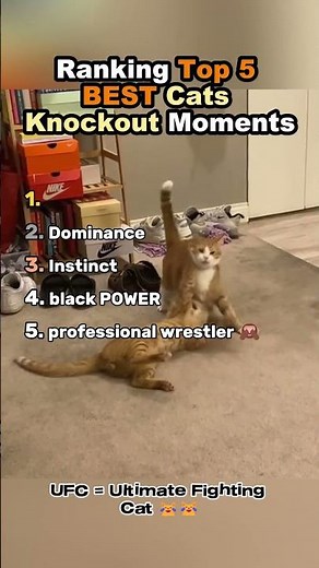 Ranking Top 5 BEST Cats Knockout Moments 😹