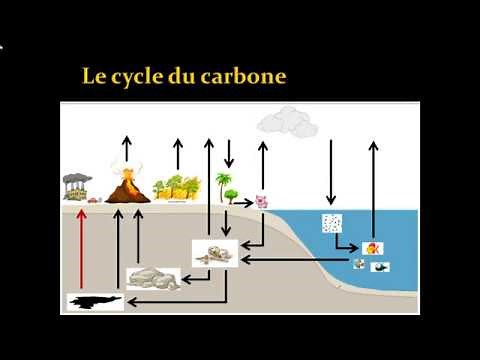 Cycle du carbone - Science et technologie IV
