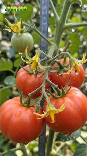 Why grow beefsteak tomatoes? This is one of the best tomatoes to grow. Taste so good.