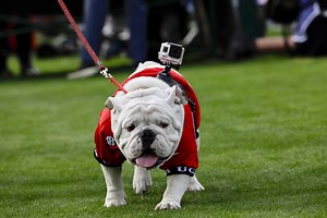 Year of the Dawg - UGA Today