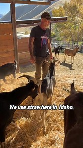 The number one mistake goat owners make in winter? ❄️🐐 Not realizing just how critical deep bedding really is. Your goats need generous layers of straw so they can hovel down, insulate themselves, and stay warm. Straw breaks down better than wasted hay and creates the dry, cozy bedding goats depend on in freezing temps. If this winter tip helps your herd, give it a like and share it with another goat owner! #GoatCare #WinterLivestock #DeepBedding #FarmHacks #Homesteading | packgoats.com