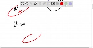 SOLVED:There are five basic tastes - sour, salty, sweet, bitter, and "umami." Salt is detected when the concentration of salt outside of a taste bud cell is higher than that inside of it, and ion channels allow the passive leakage of Na' into the cell. The resulting change in membrane potential (see Concept 7.4) sends the "salty" signal to the brain. Umami is a savory taste generated by glutamate glutamic acid, found in monosodium glutamate, or MSG), which is used as a flavor enhancer in foods s