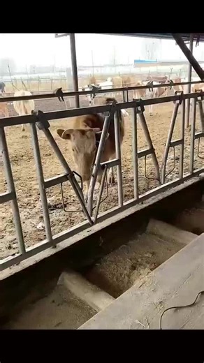 🔥 Still chasing cows around the farm? 90% of cattle farmers are missing this! Used to need 3 people to hold a cow for injections & vaccinations—tiring and risky… Now with cattle headlocks, 1 person can handle it easily! ✅ Auto-locks during feeding, no fighting or food stealing ✅ Safe for injections, hoof trimming & breeding ✅ Adjustable for calves to adult cows Want to save labor costs? This is a must-have! #CattleFarmEquipment #FarmingHacks #RanchEfficiency@TikTok @TikTok for Business