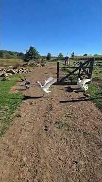 Life On A PA Homestead! #WhittAcres #enjoynaturetoday #homesteadinglife