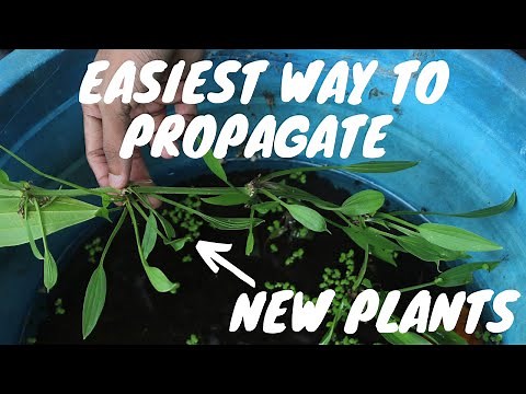 How to propagate AMAZON SWORD plants